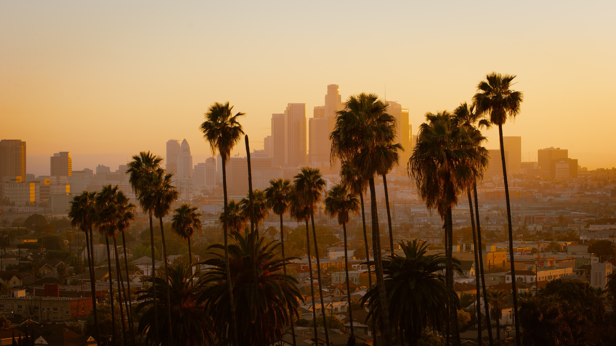 Skyline van Los Angeles met palmbomen tijdens zonsondergang