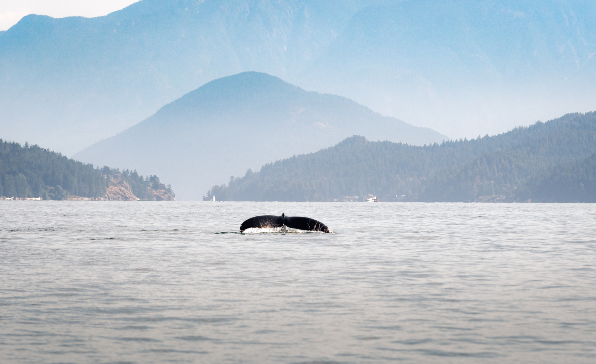 Walvisstaart in het water bij Vancouver Island