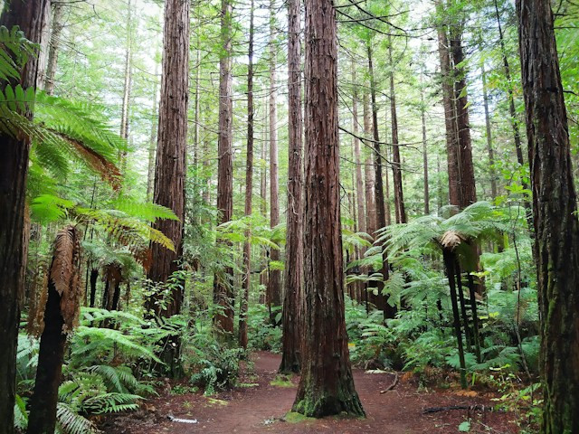 Bos van Rotorua