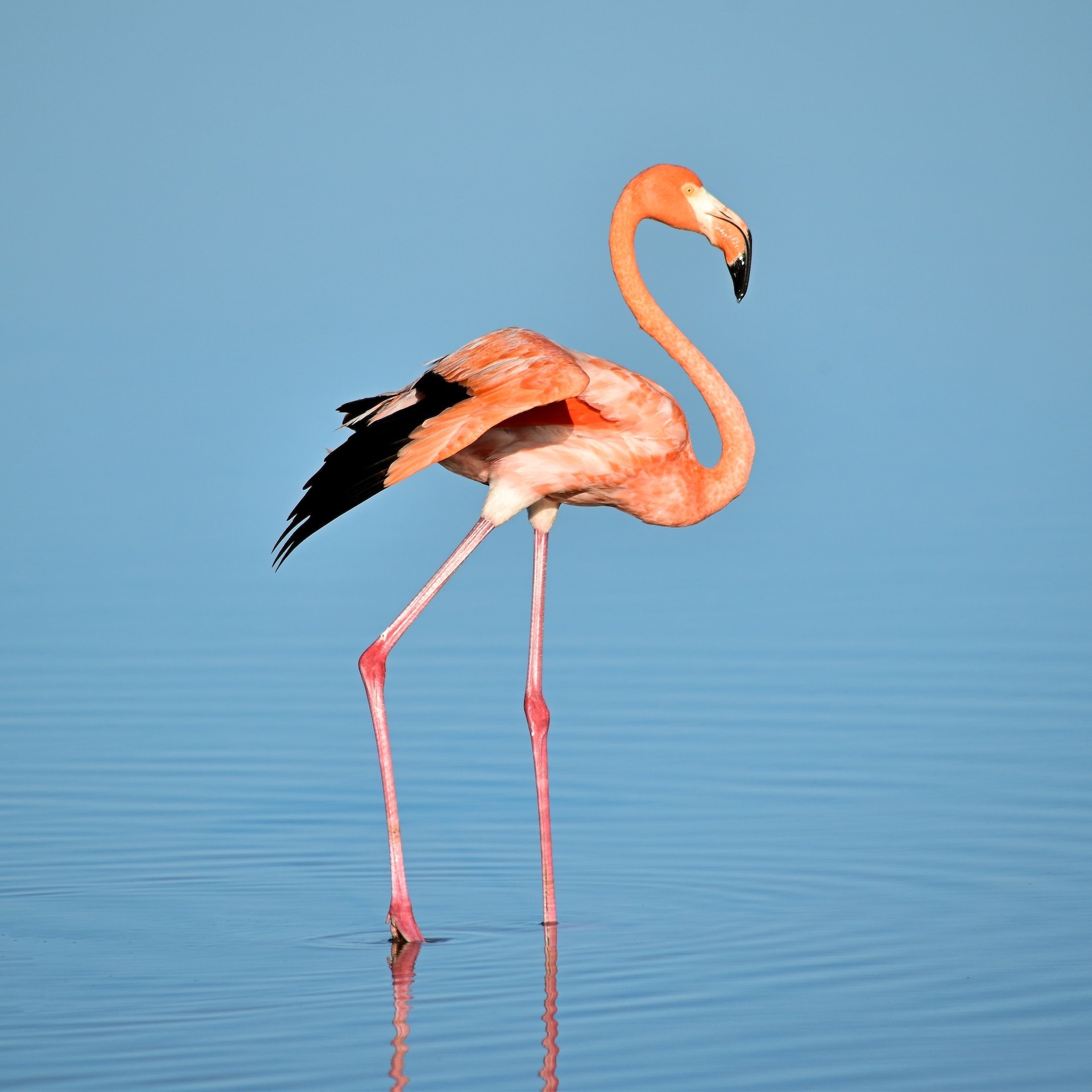 Flamingo in Curaçao