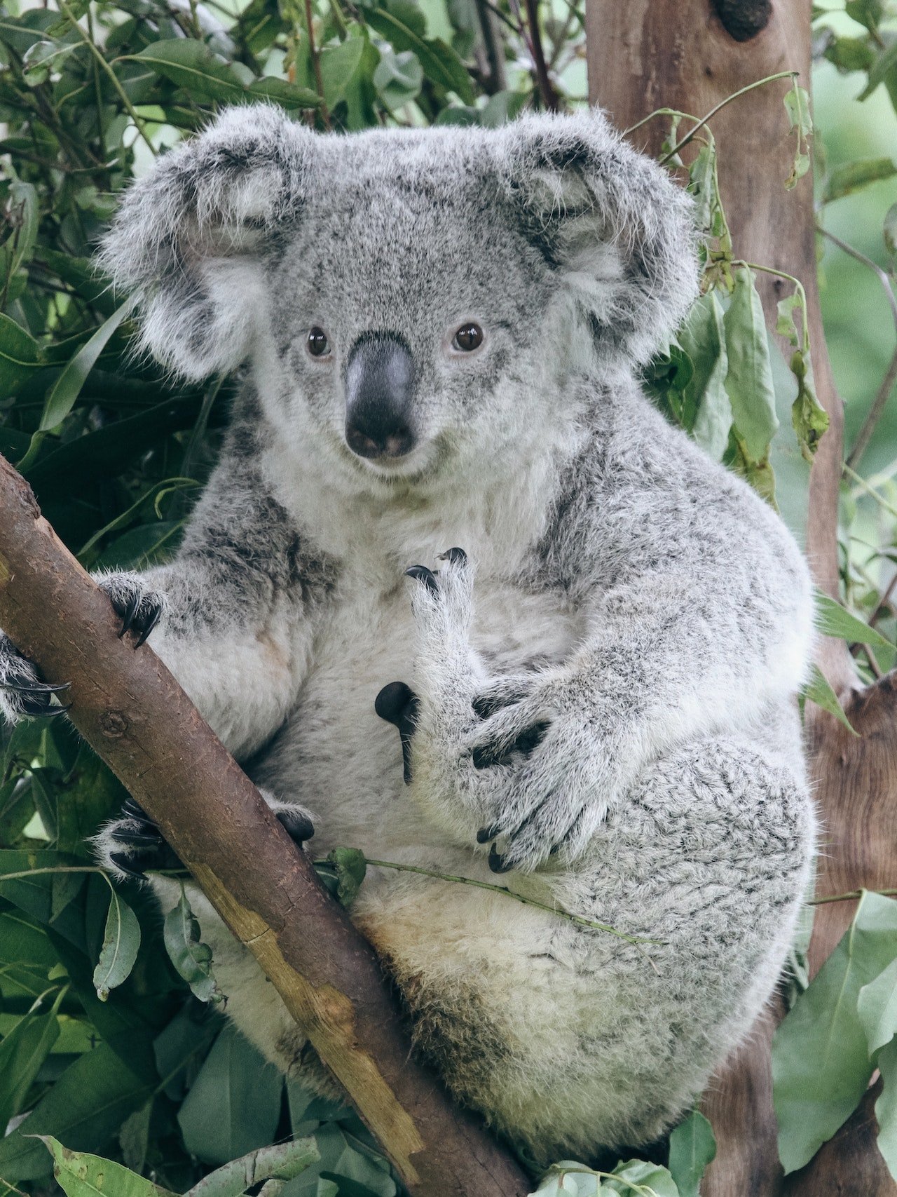 Koala in boom op Magnetic Island