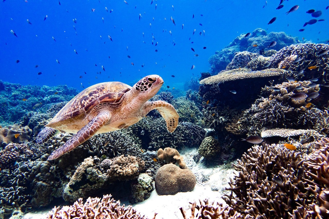 Schildpad, koraal en vissen in het Great Barrier Reef
