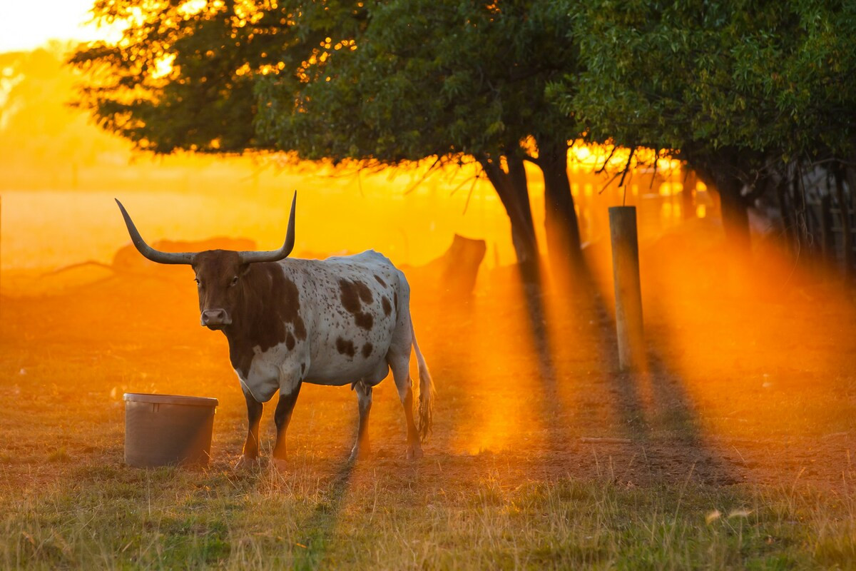 Texas
