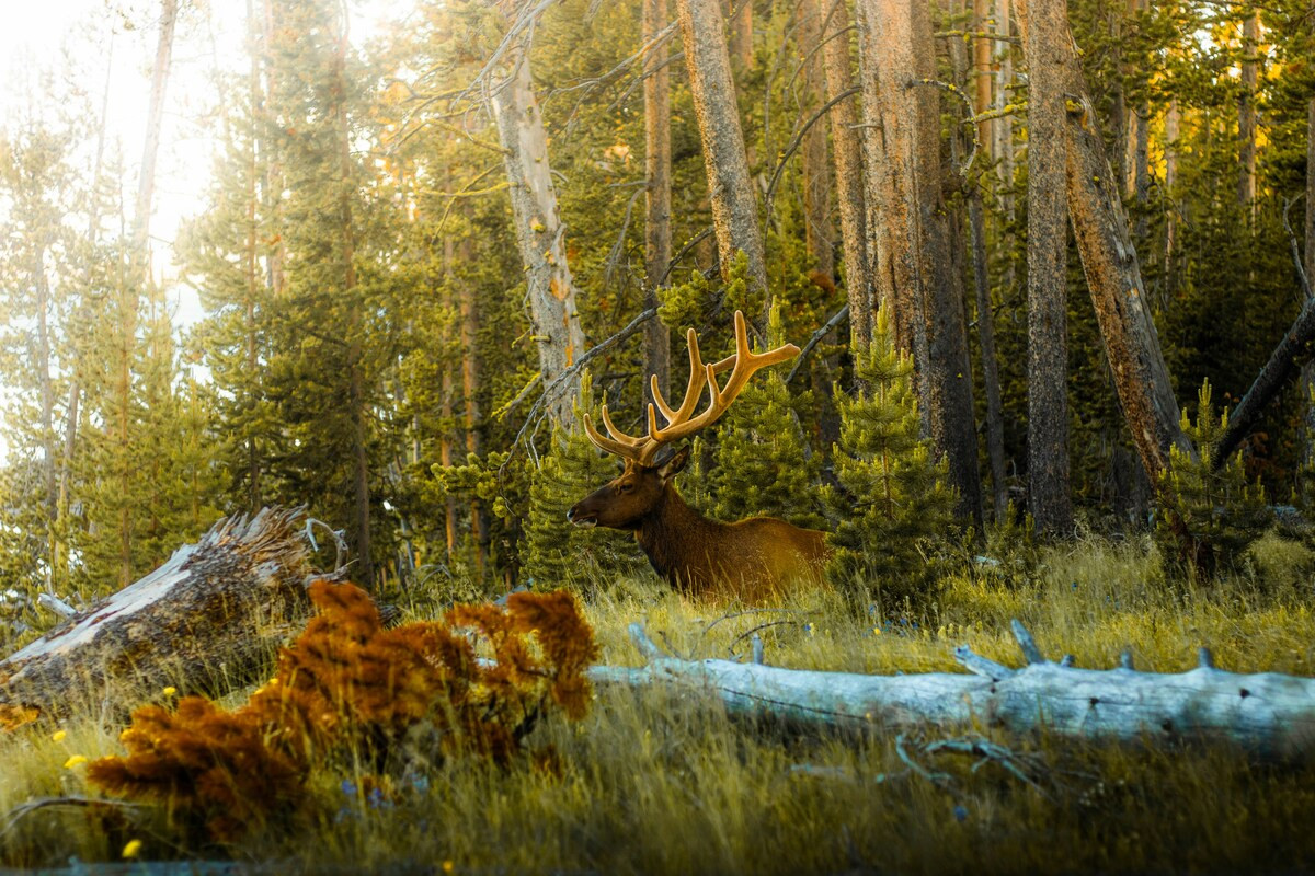 Yosemite National Park