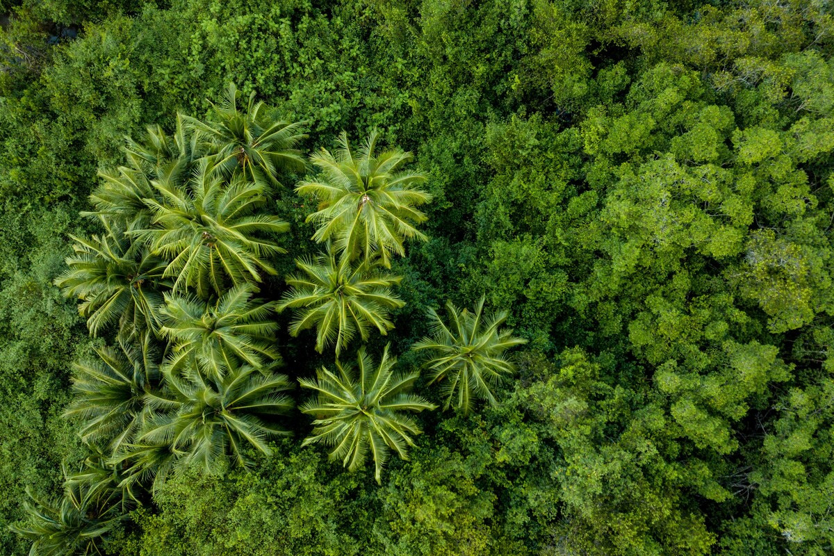 Groene bebossing Costa Rica