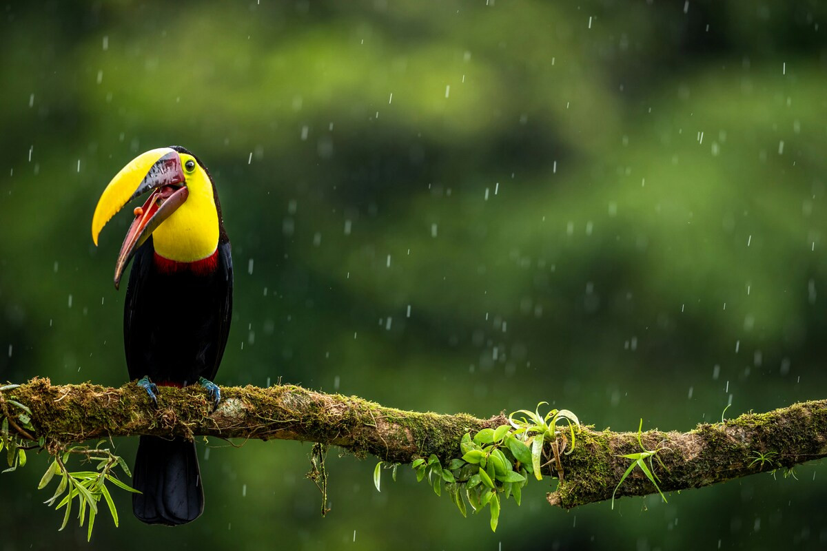 Toekan in de regen in Costa Rica