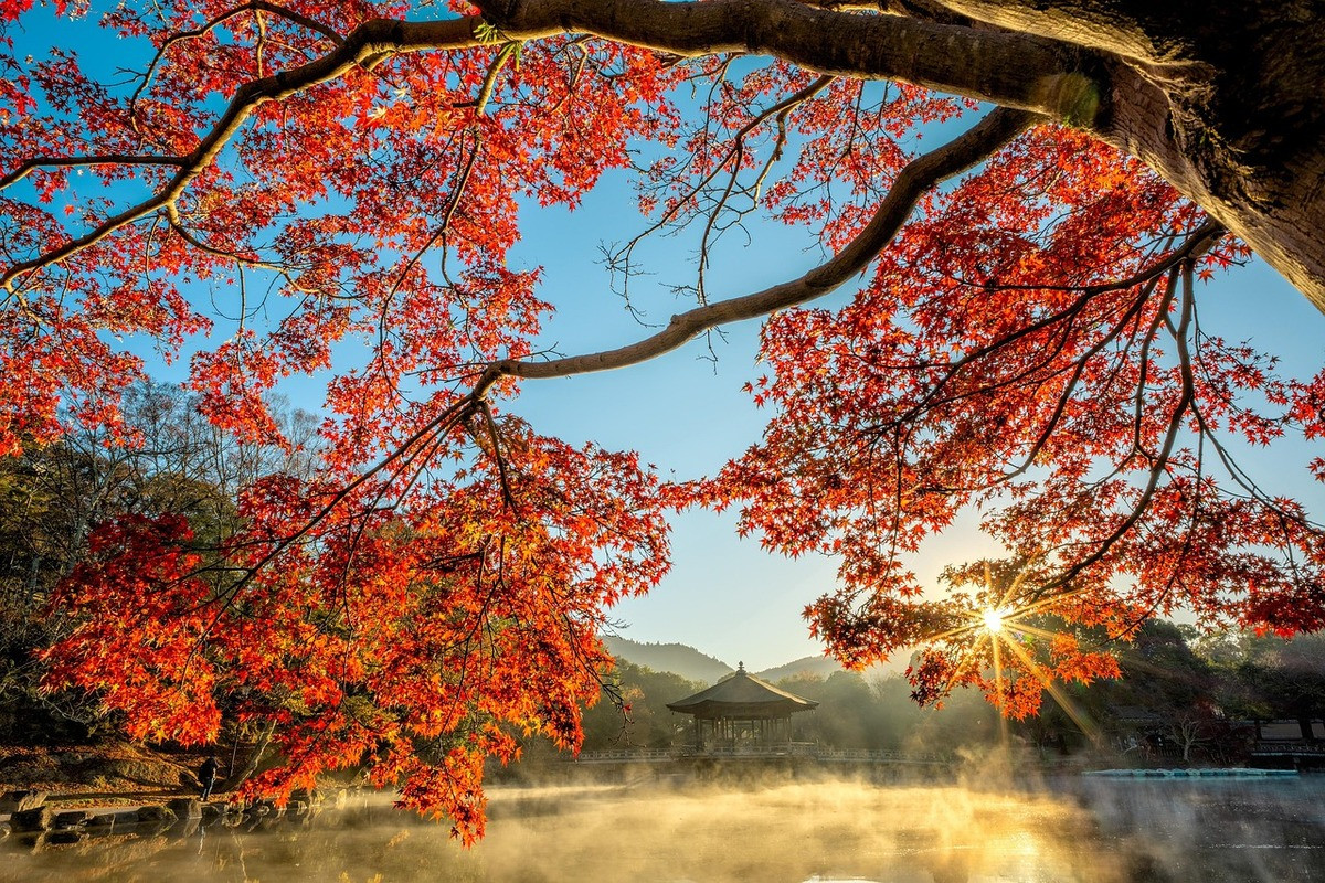 Herfstboom met tempel in Japan