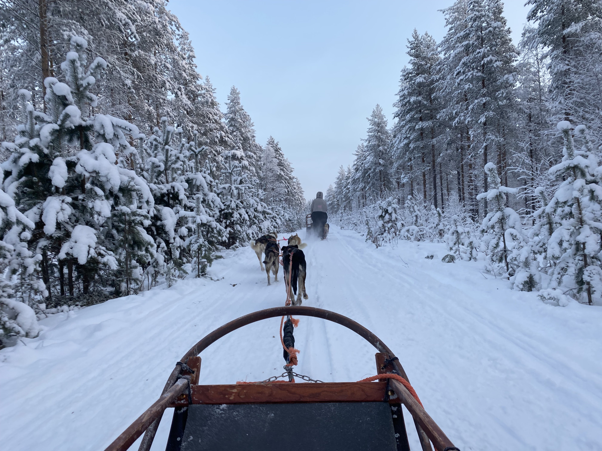 Hondeslee in Lapland