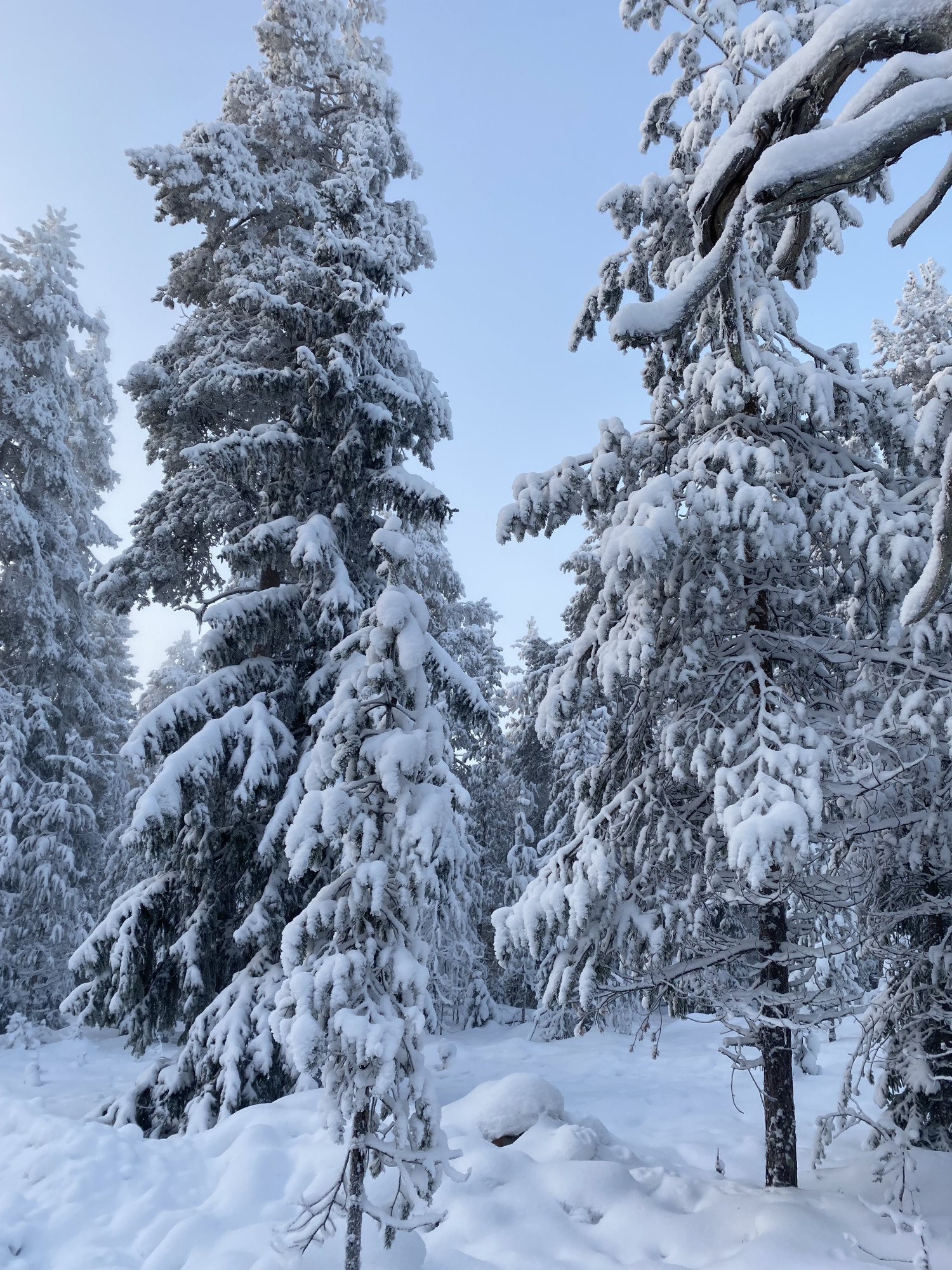 Besneeuwde bomen in Lapland