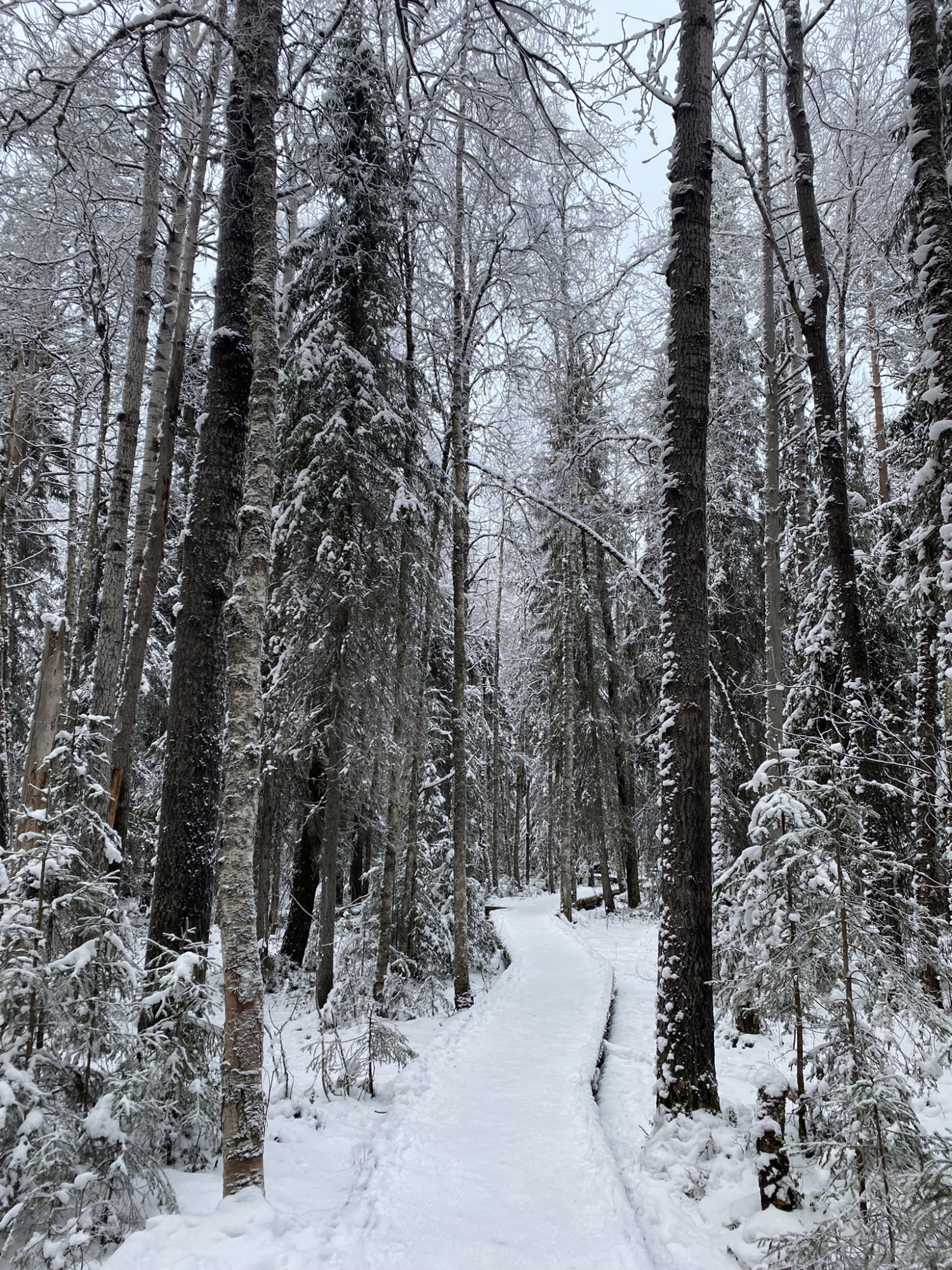 Pad door het besneeuwde bos in Lapland