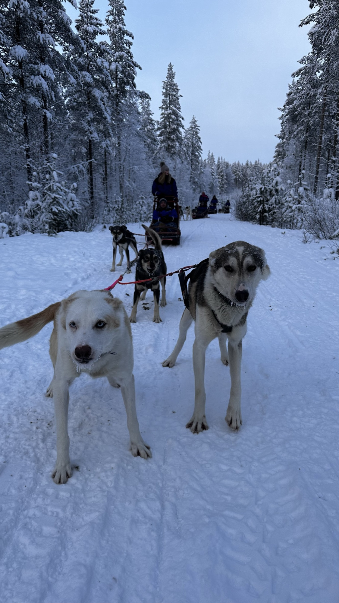 Hondenslee in Lapland
