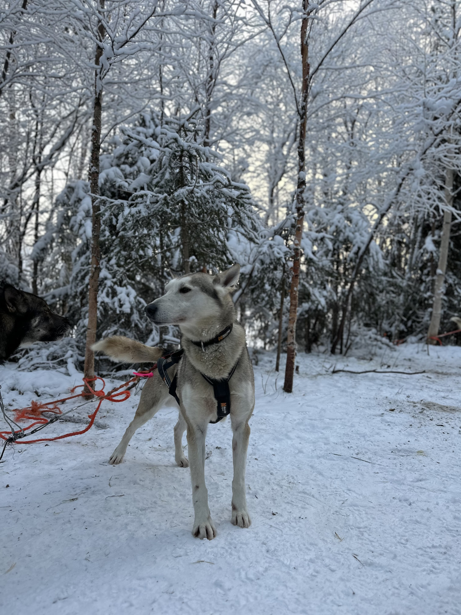 Hond van hondeslee in Lapland