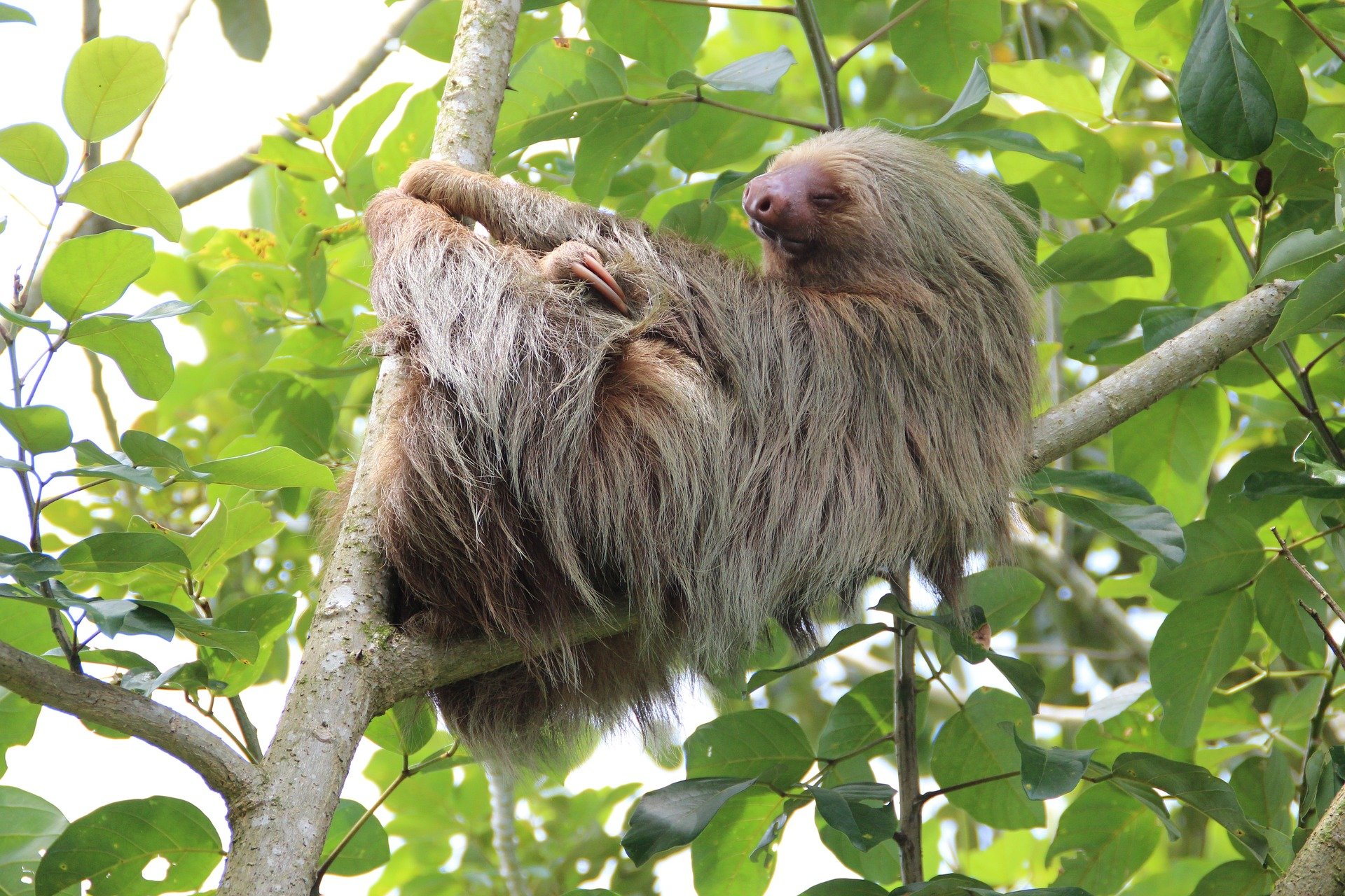 Luiaard in een boom in Costa Rica