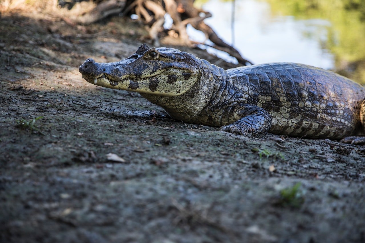 Alligator op de kant in Costa Rica