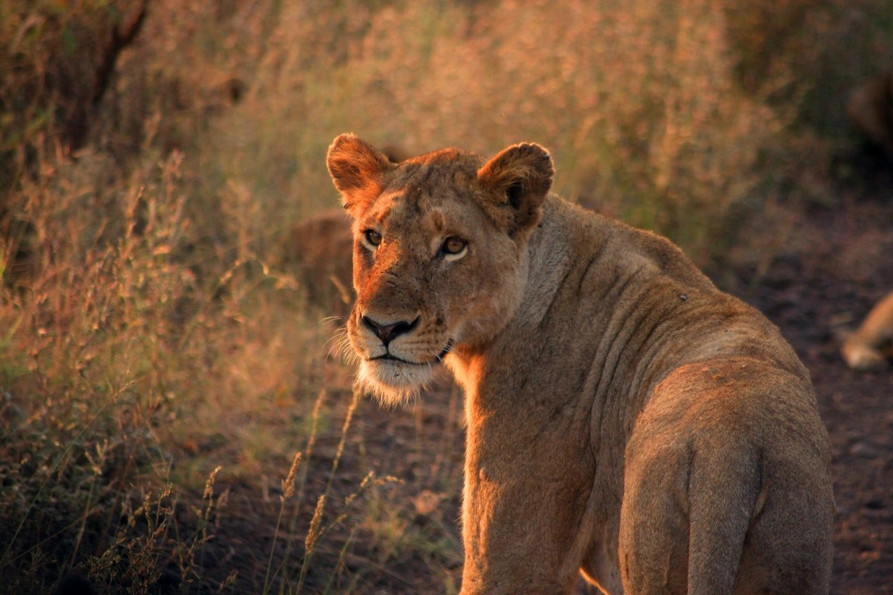 Leeuw kijkt achterom in Botswana