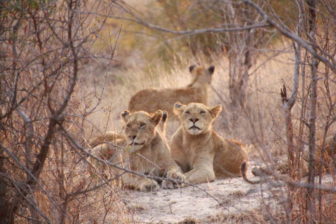 Leeuwen in de struiken van Zuid-Afrika