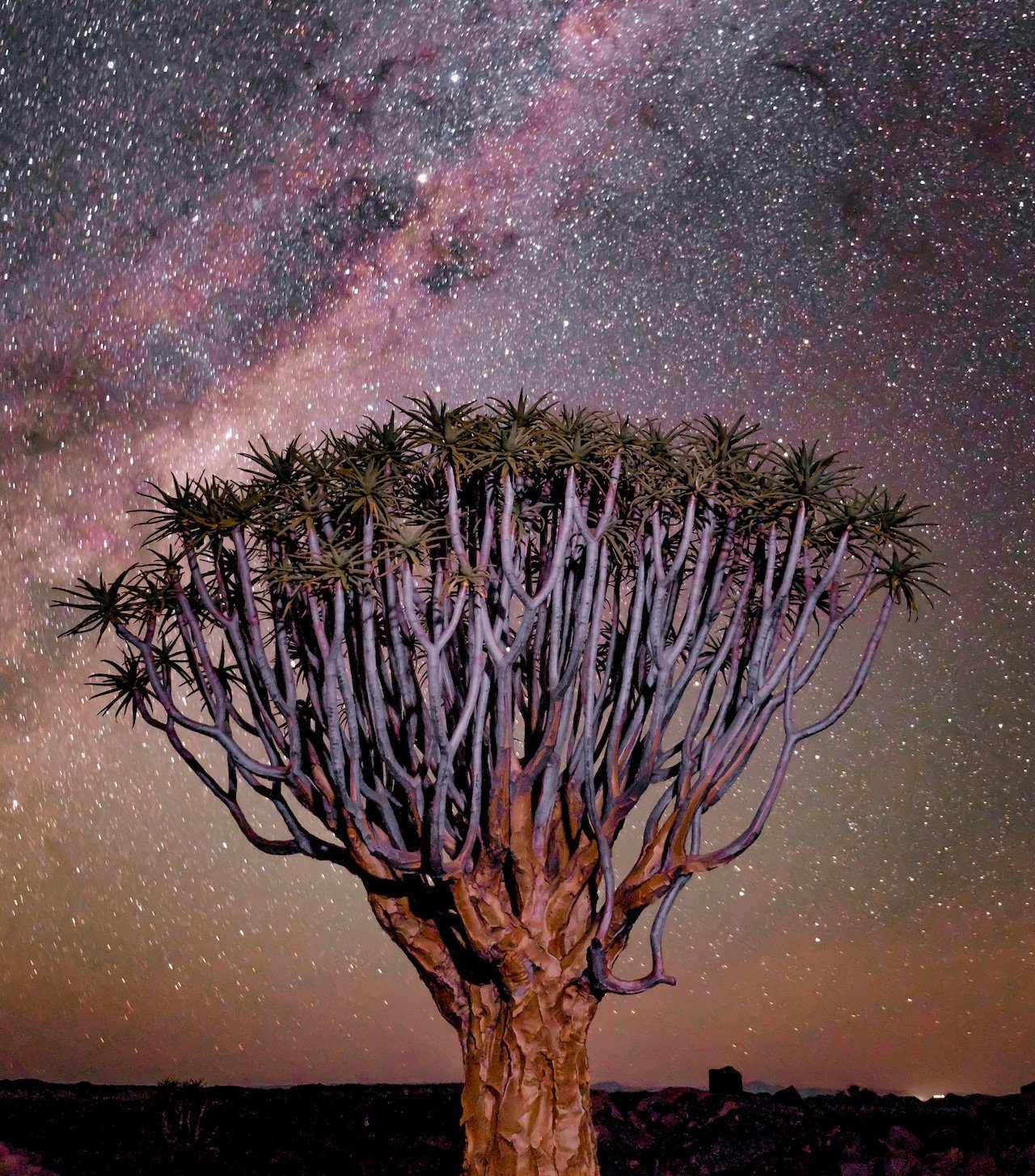 Kokerboom onder de sterrenhemel van Namibië