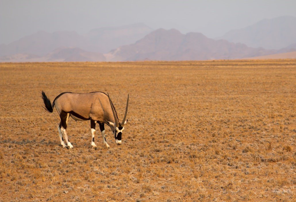 Gemsbok in Namibië