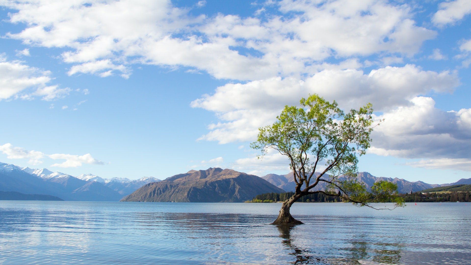 Wanakameer met in het midden een boom, Nieuw-Zeeland