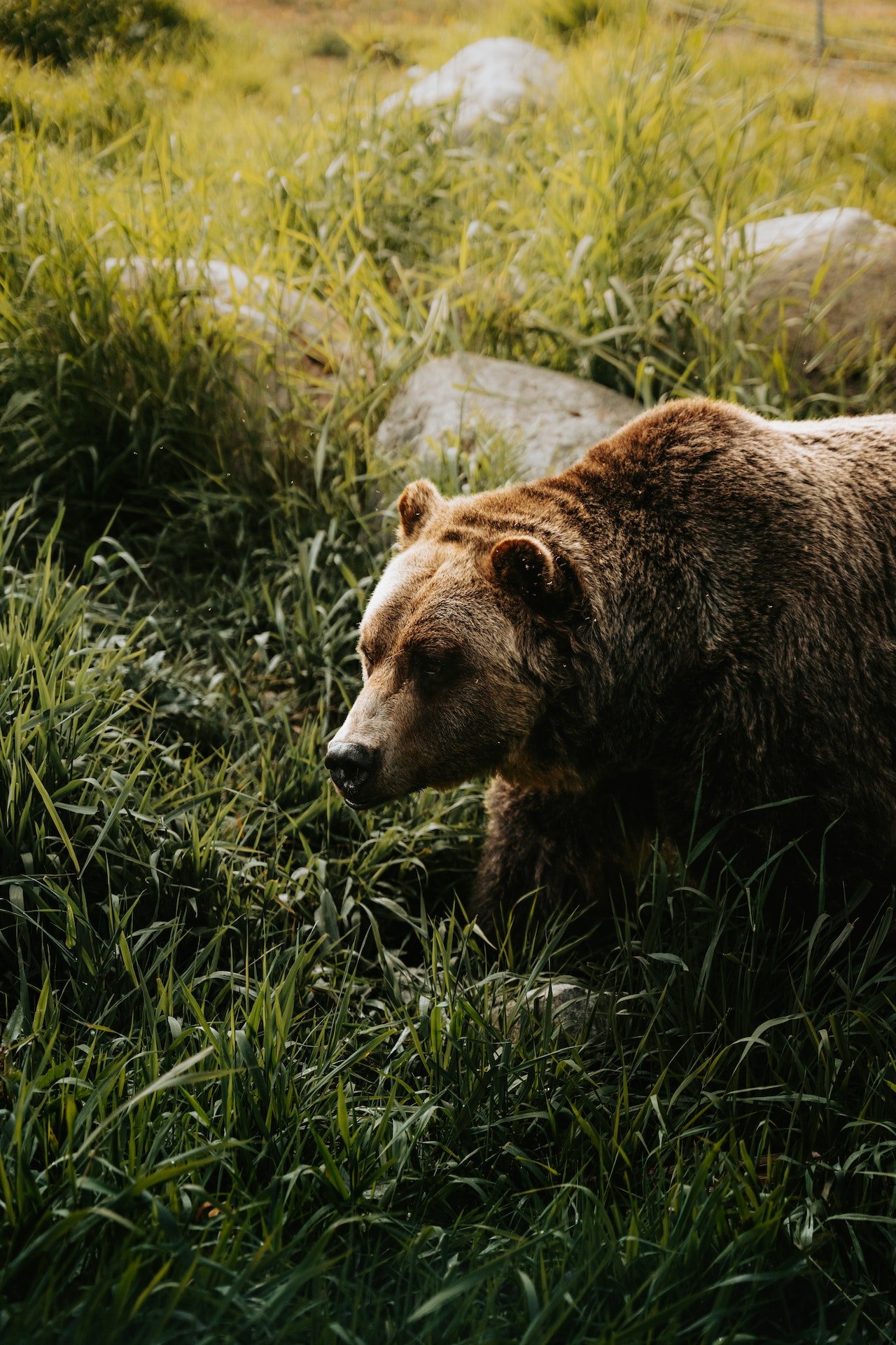 Bruine beer in groene omgeving van Canada