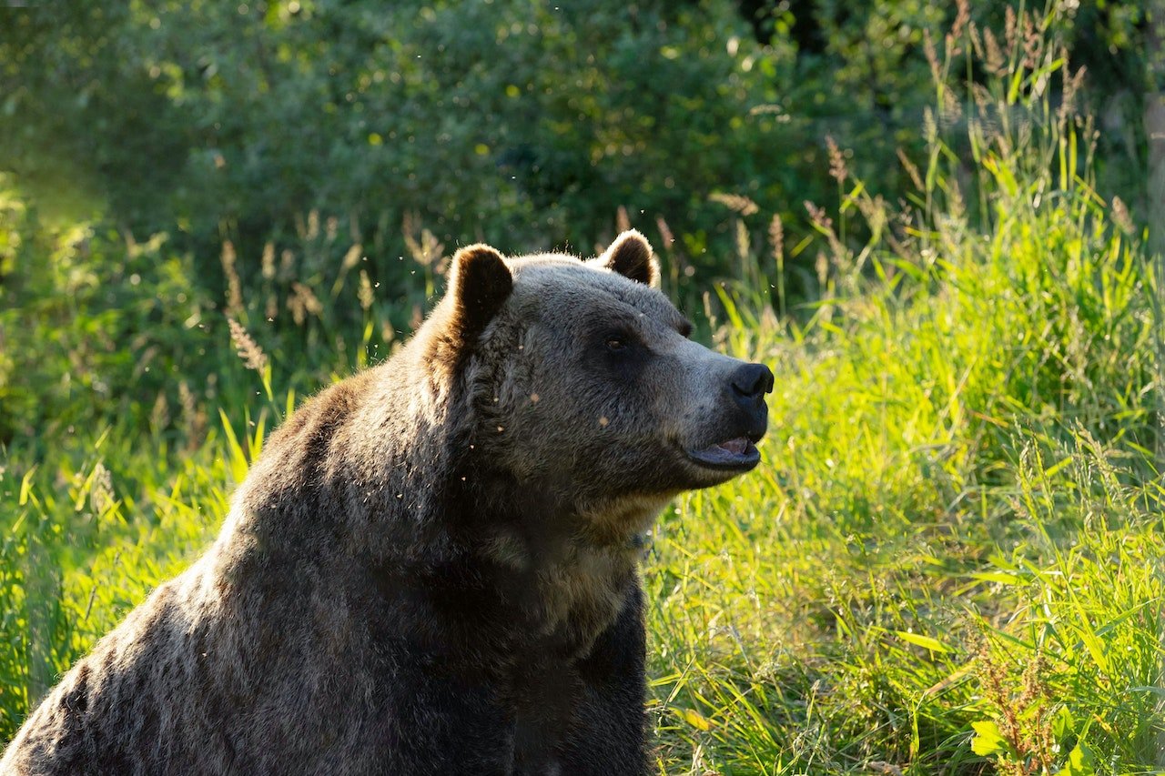 Close up van een bruine beer in Canada