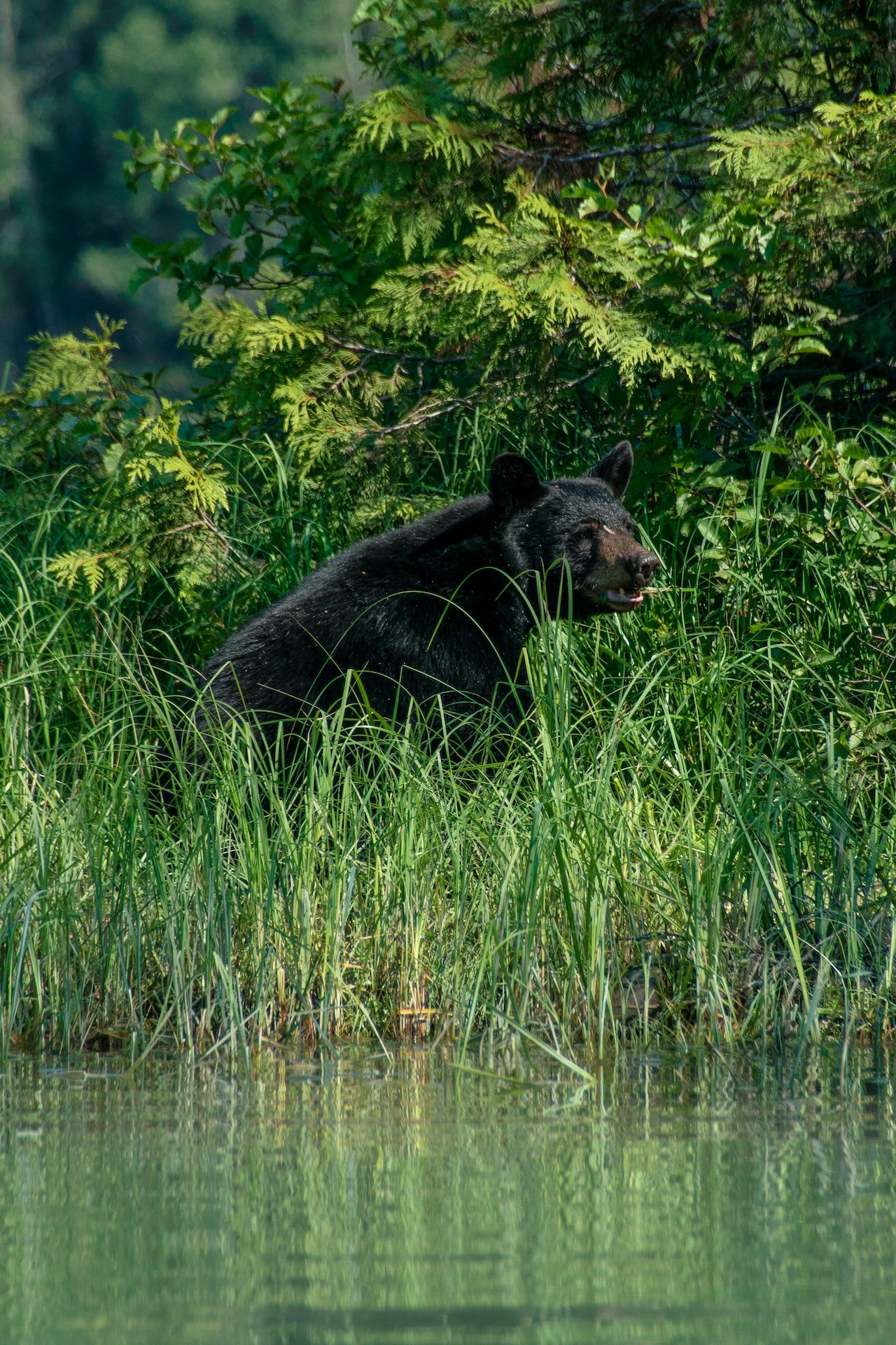 Zwarte beer in de groene omgeving van Canada