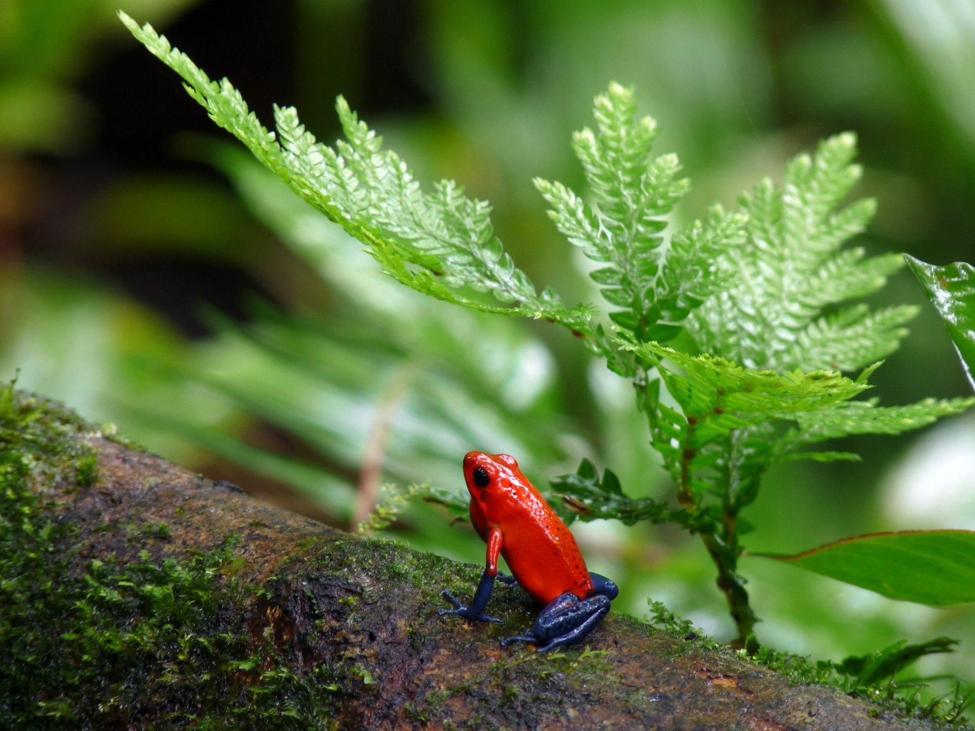 Rode pijlgifkikker in Costa Rica