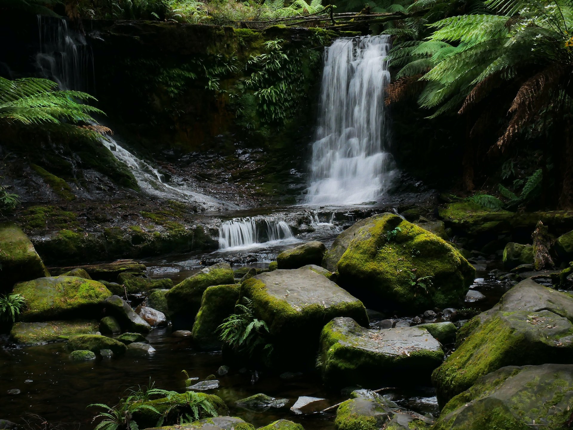 Russel Falls Tasmanië