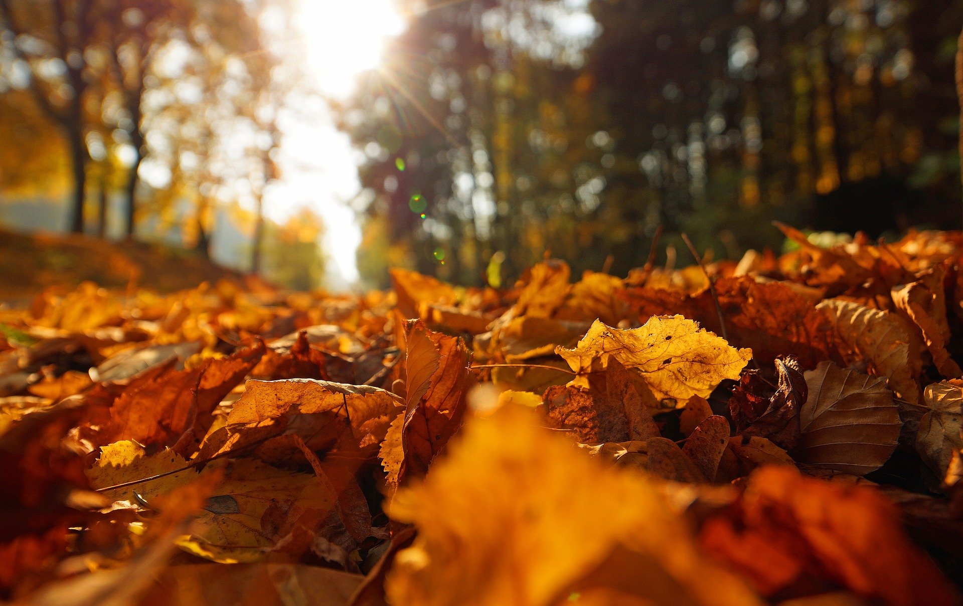 Herfstbladeren op de grond in een zonnig bos
