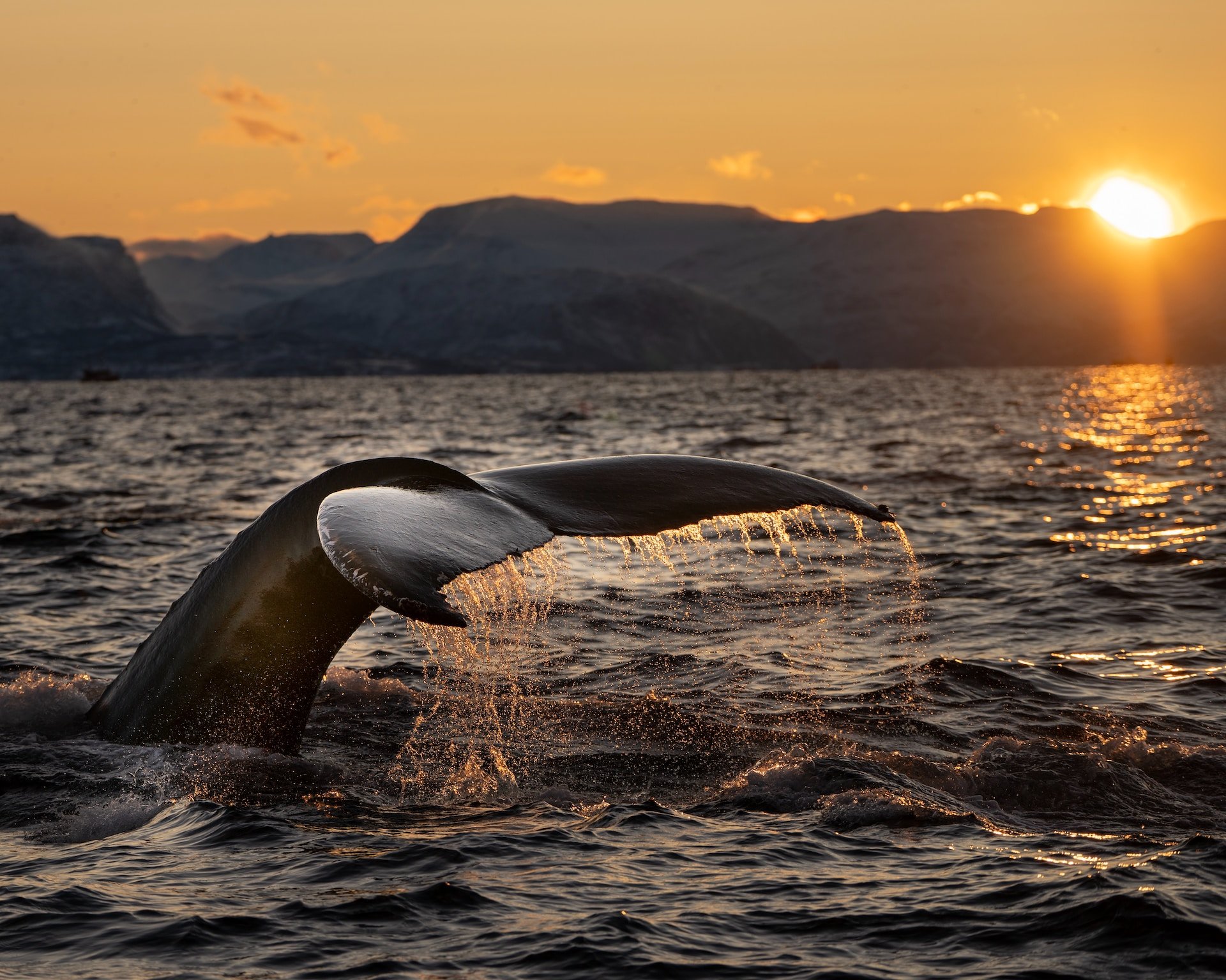 Walvisstaart in de zee tijdens zonsondergang