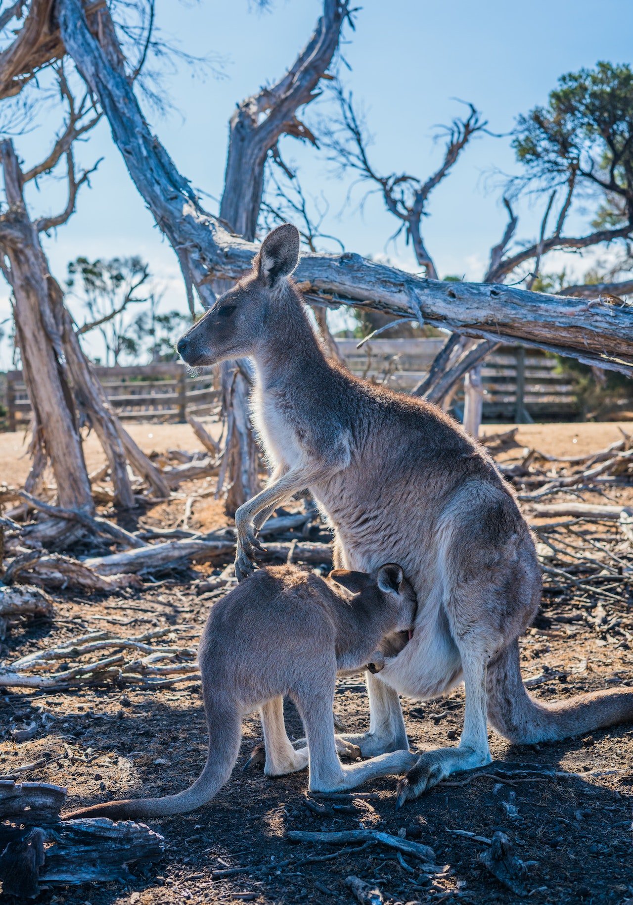 Kangoeroe in de buidel van moeder kangoeroe