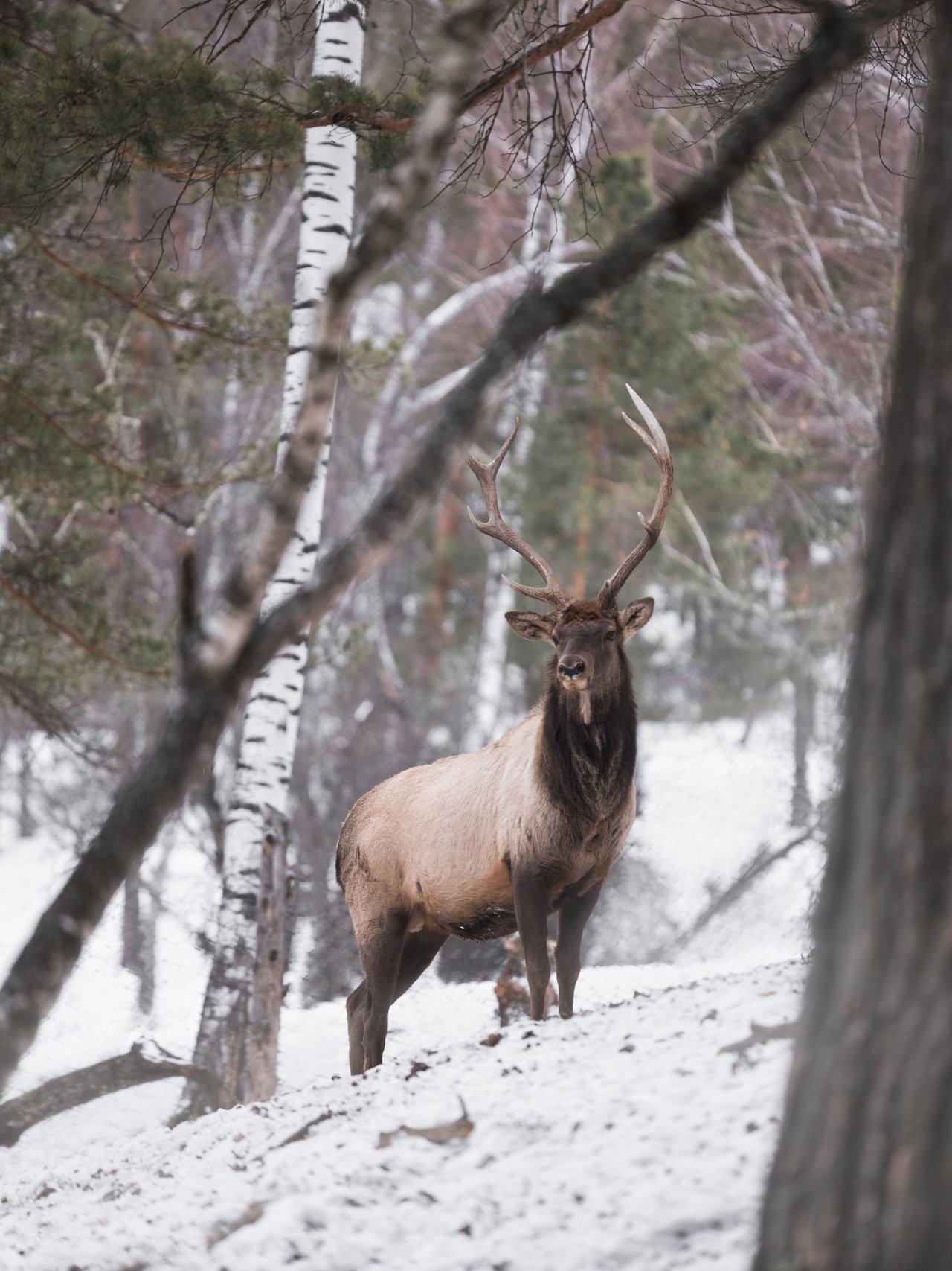hert in de sneeuw in Lapland