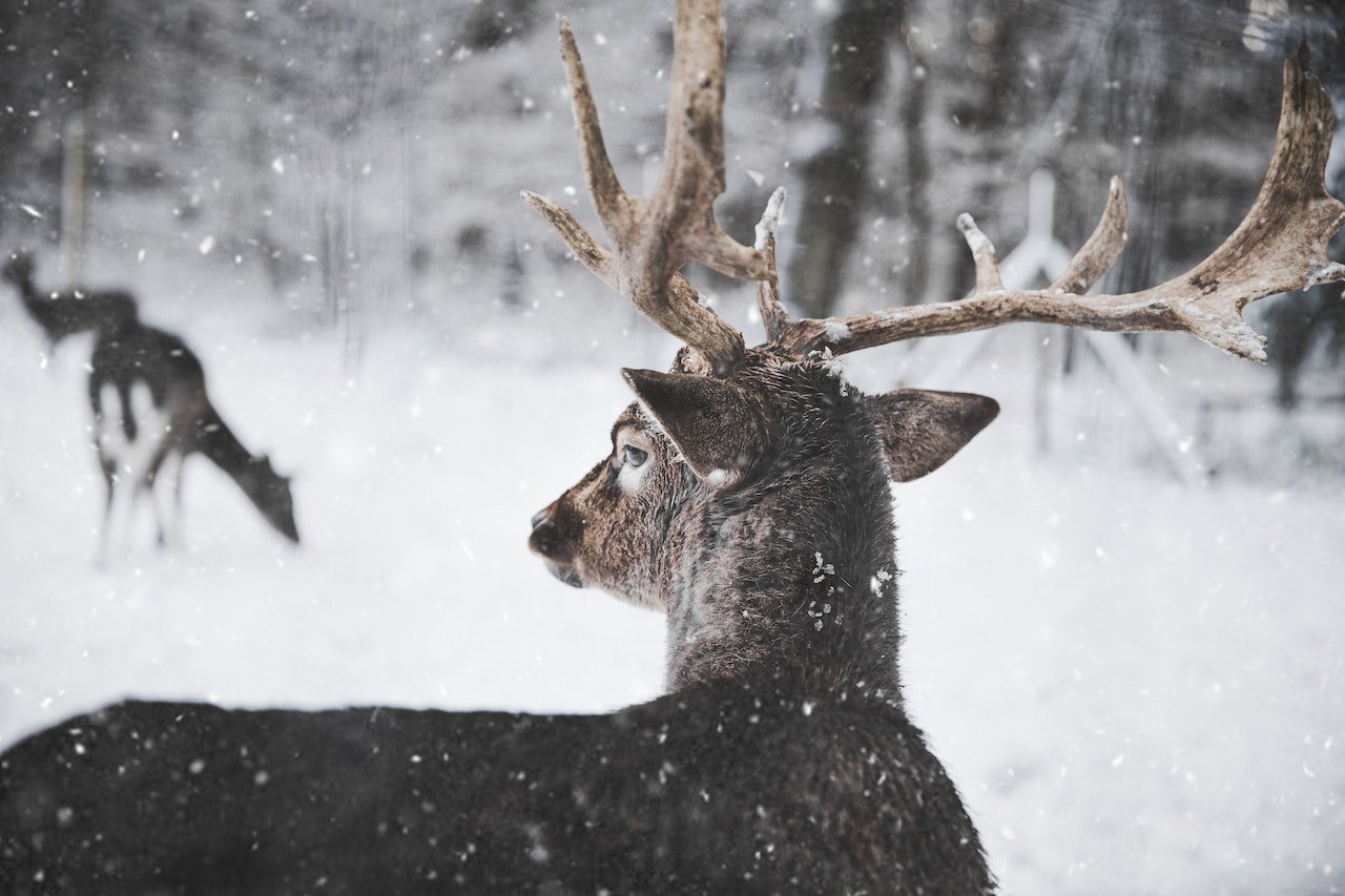 Hert in de sneeuw in Lapland