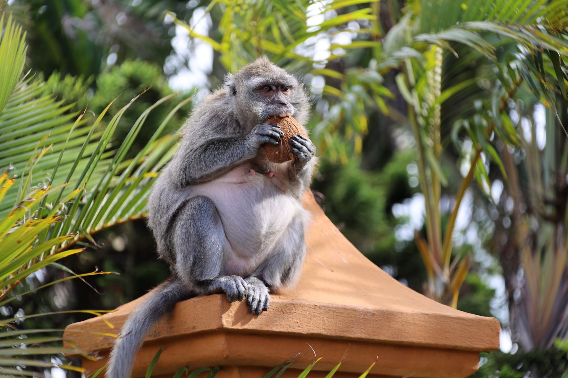 Aap eet een kokosnoot in de natuur van Mauritius