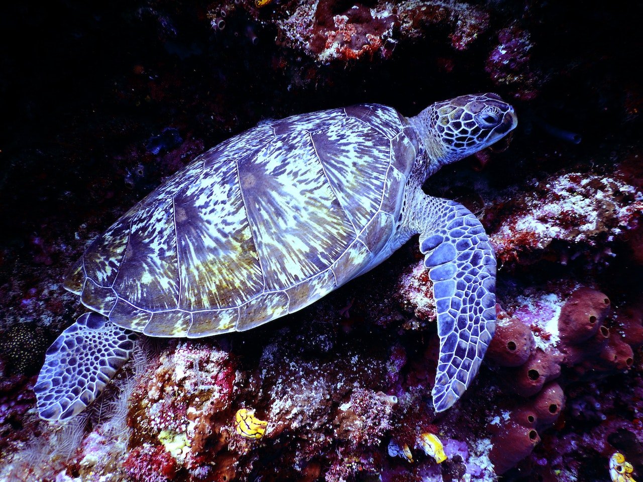 Zeeschildpad bij Mauritius