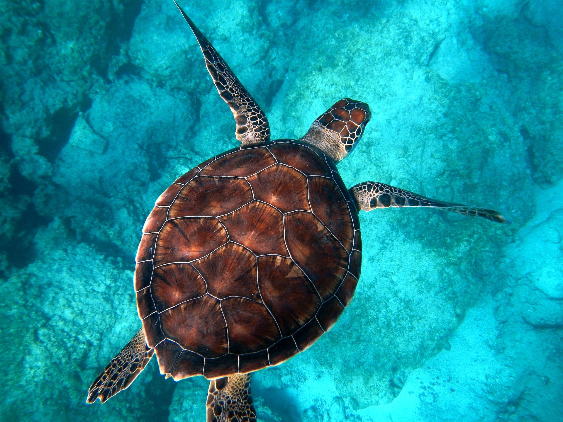 Schildpad in de wateren van Mauritius