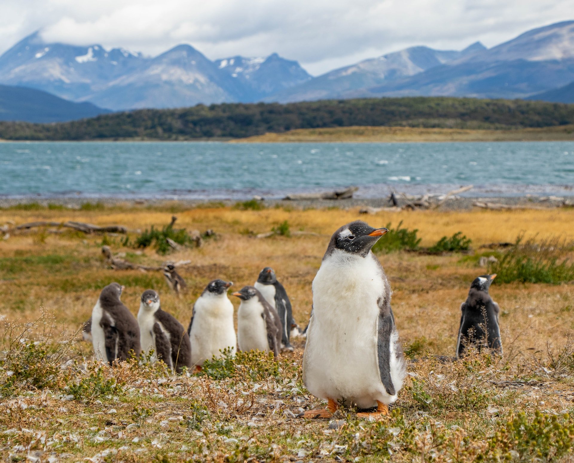 Pinguïns bij Ushuaia, Tierra del Fuego