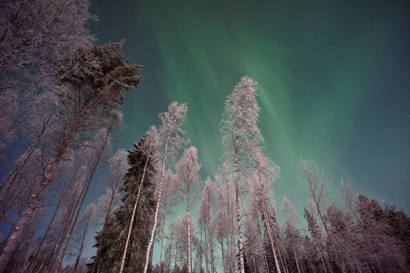 Noorderlicht spotten in Lapland