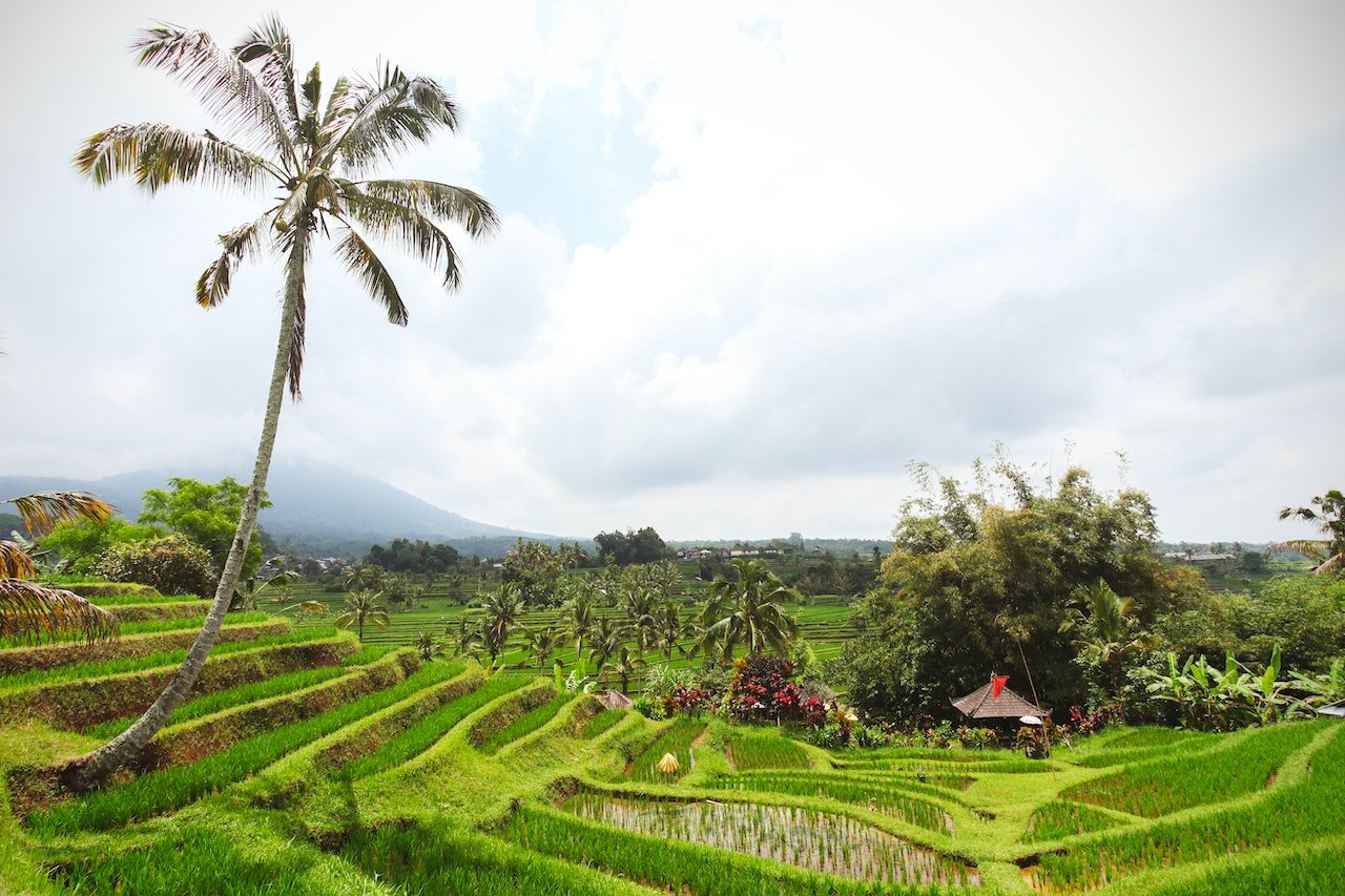 Groene rijstvelden van Bali