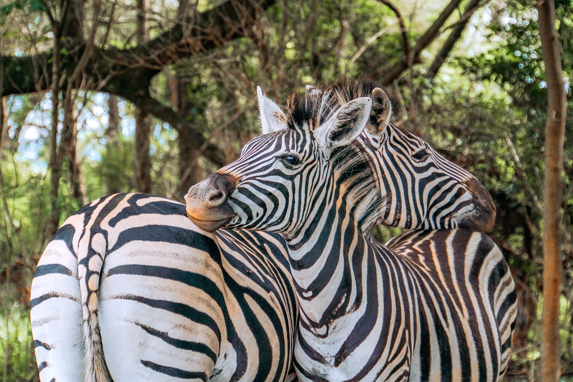Twee zebra's in Tanzania
