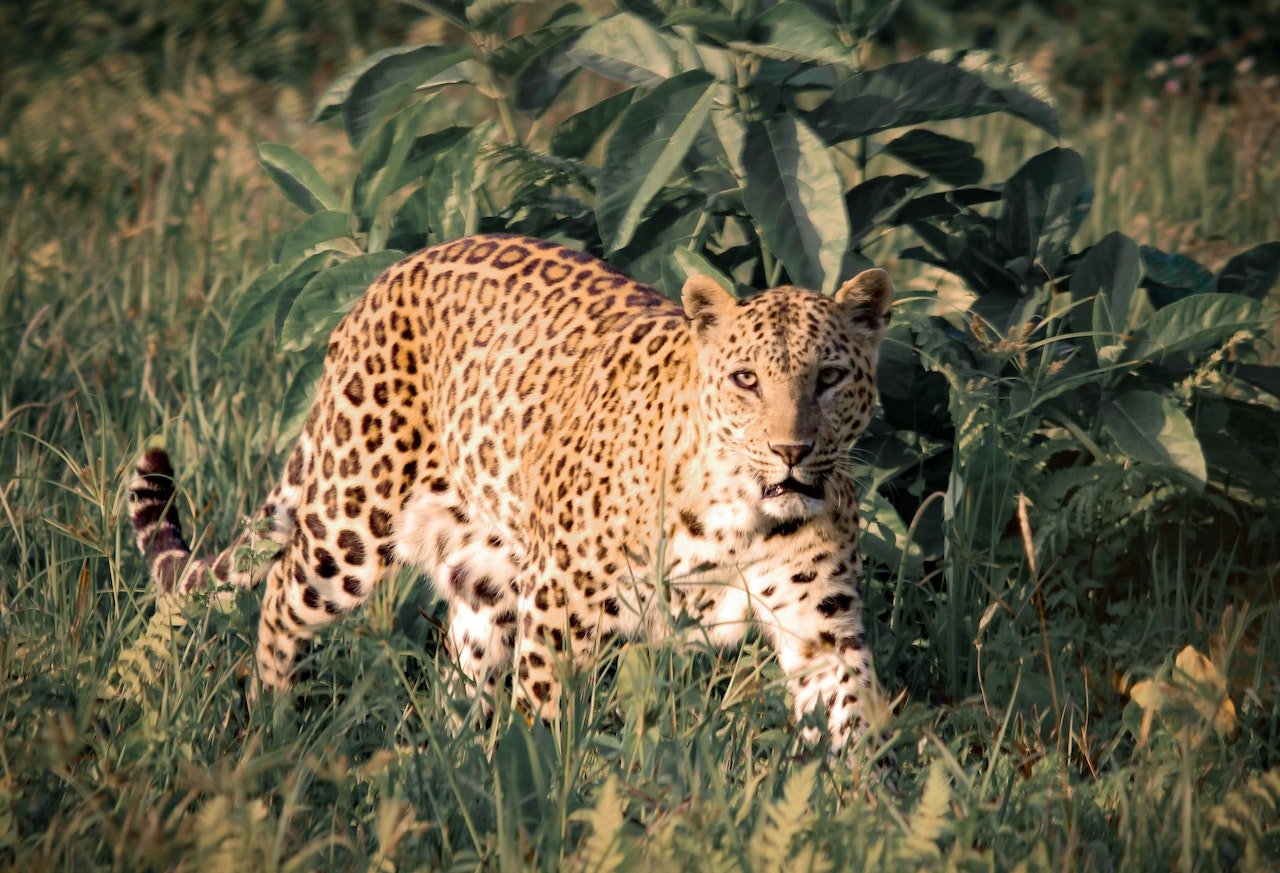 Luipaard in de groene omgeving van Tanzania