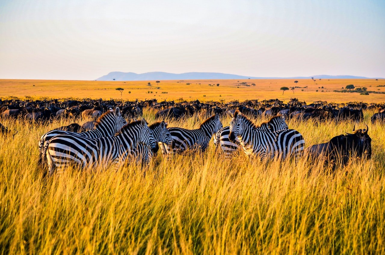Kudde zebra's met buffels in Tanzania