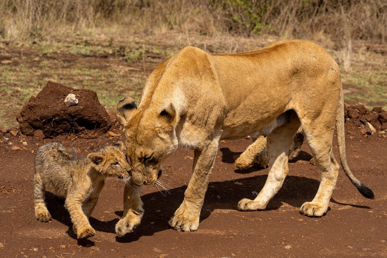 Leeuw met kub in Tanzania