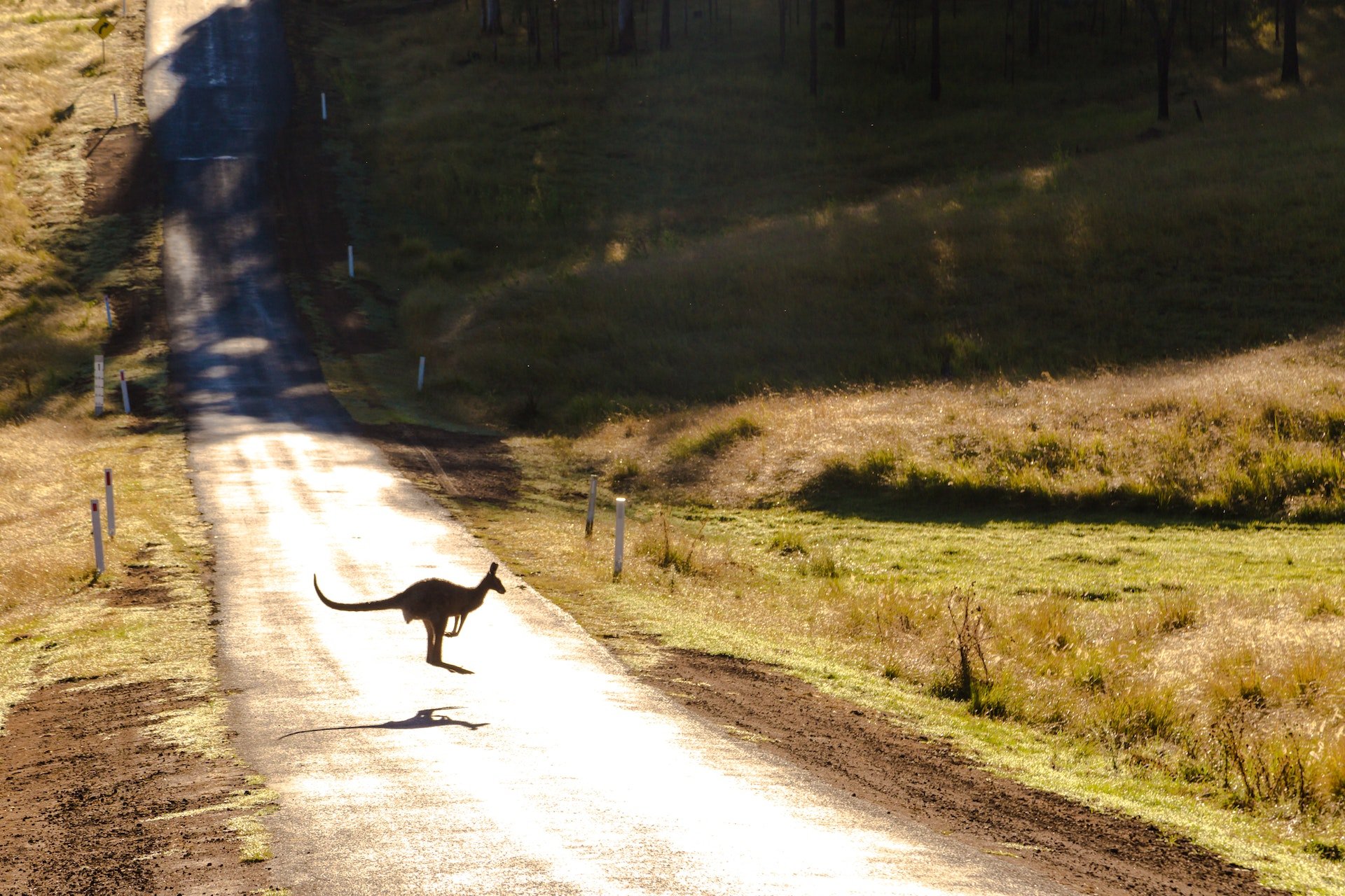 Kangoeroe huppelt over de weg in Australië