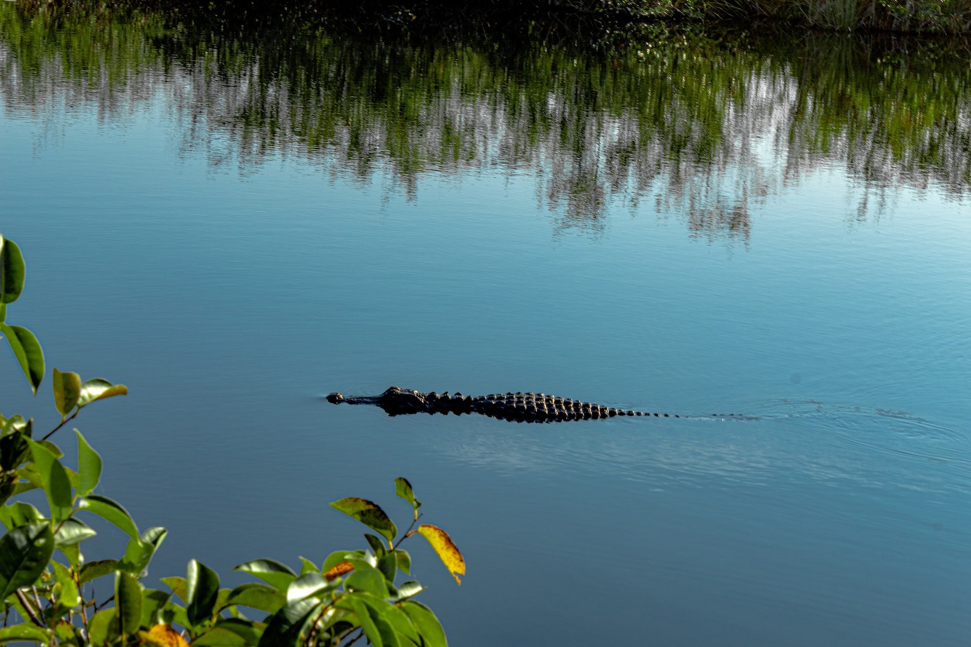 Alligator zwemt in de wateren van Everglades, Florida