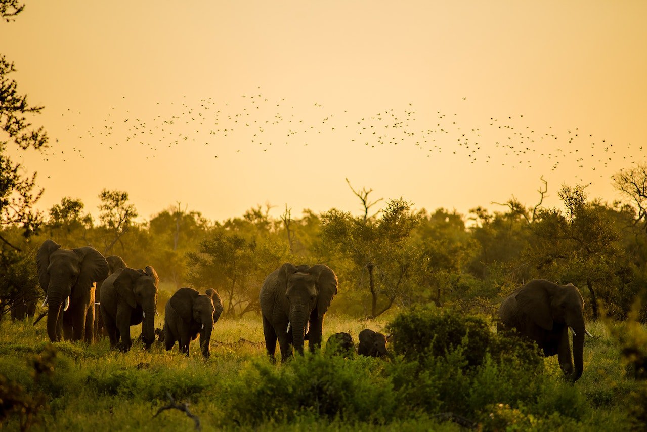Olifanten met vogels op de achtergrond in het Krugerpark