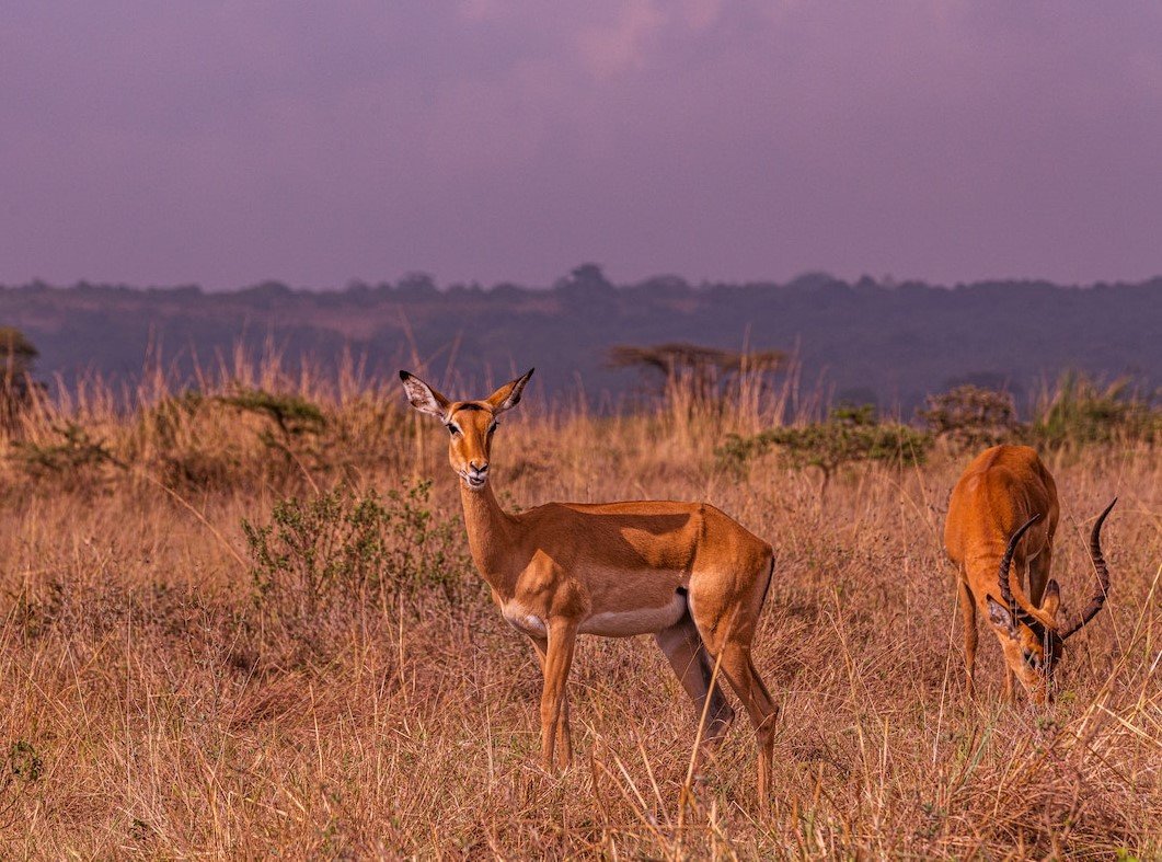 Antilopen in het Krugerpark