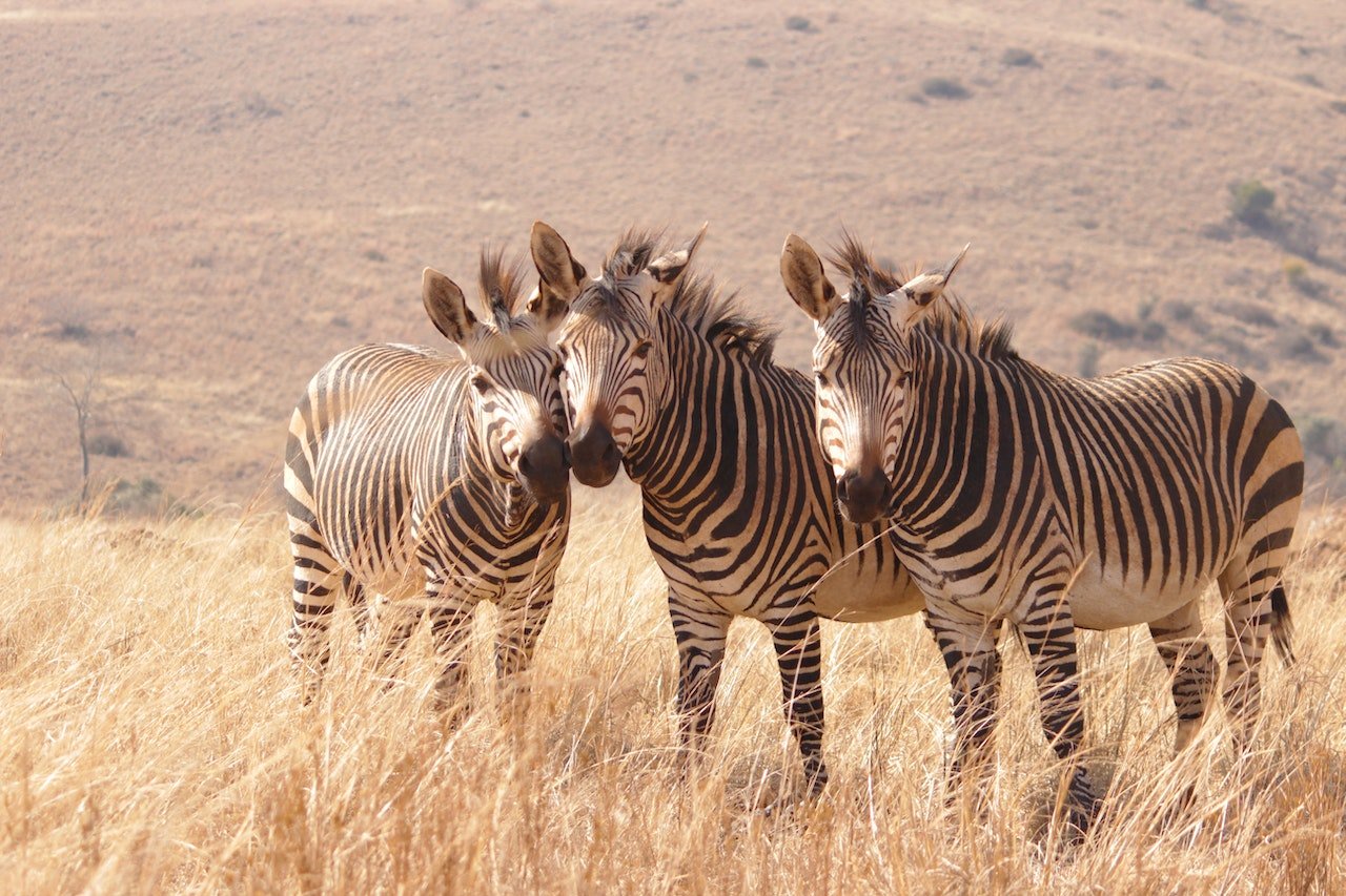 Zebra's in het Krugerpark