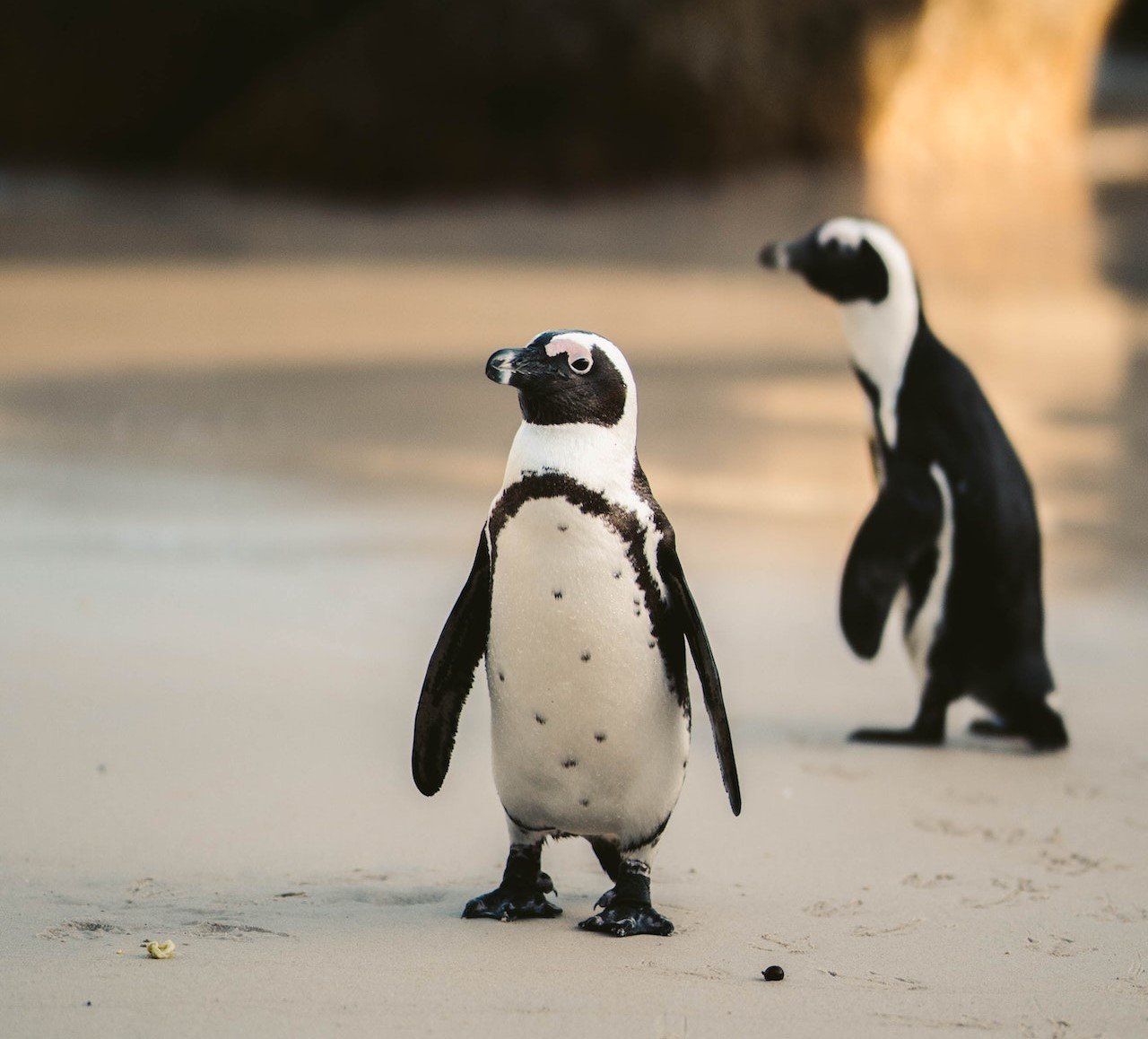Pinguïns in Simons Town, Kaapstad