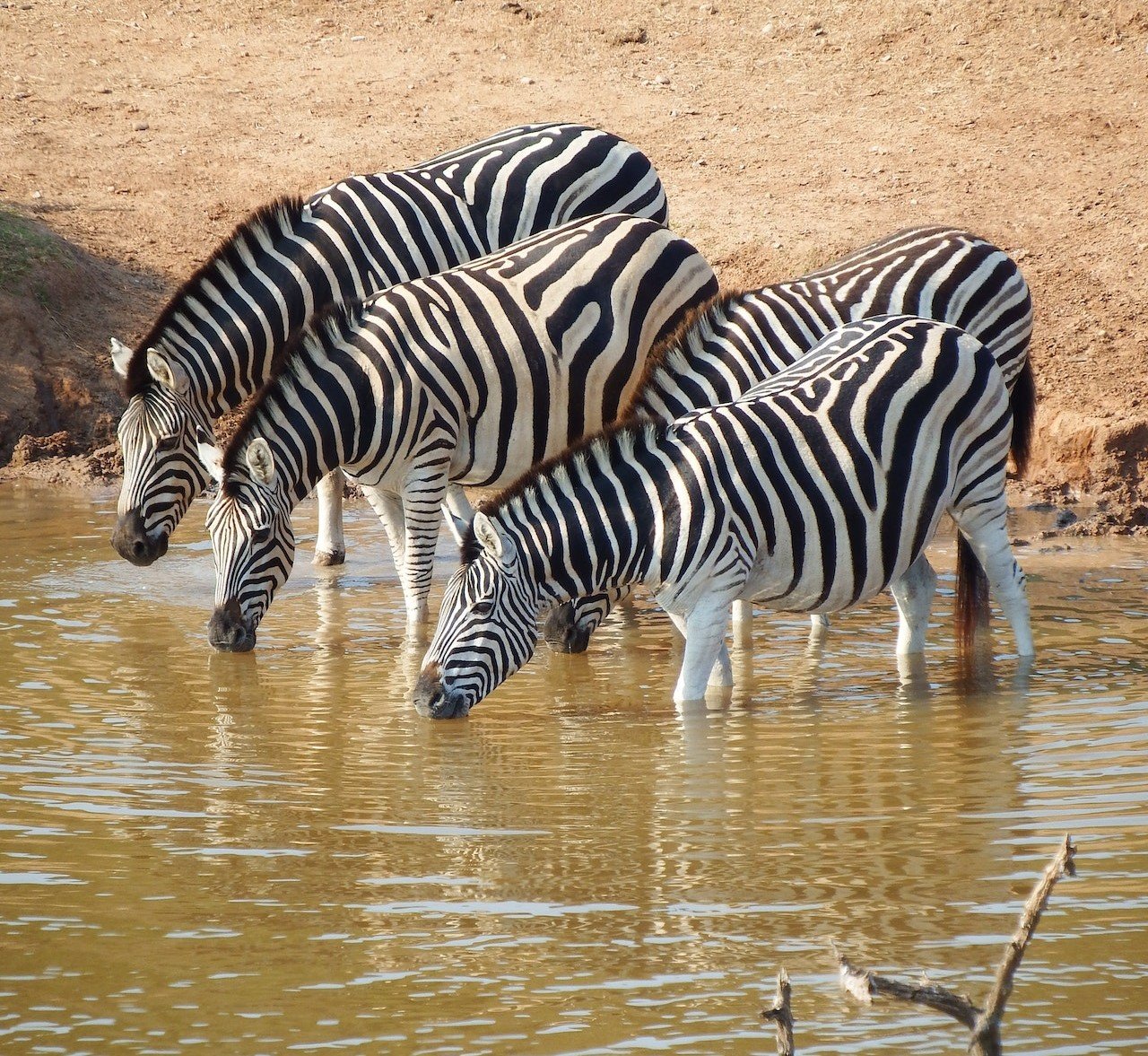 Zebra's hydrateren zich in het water